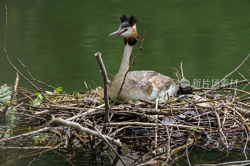 饲养大冠毛鸊鷉(Podiceps cristatus)